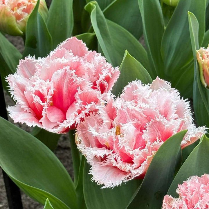 Tulipani 'Queensland' - Set od 15 - Lukovice tulipana - Ružičaste, bijele