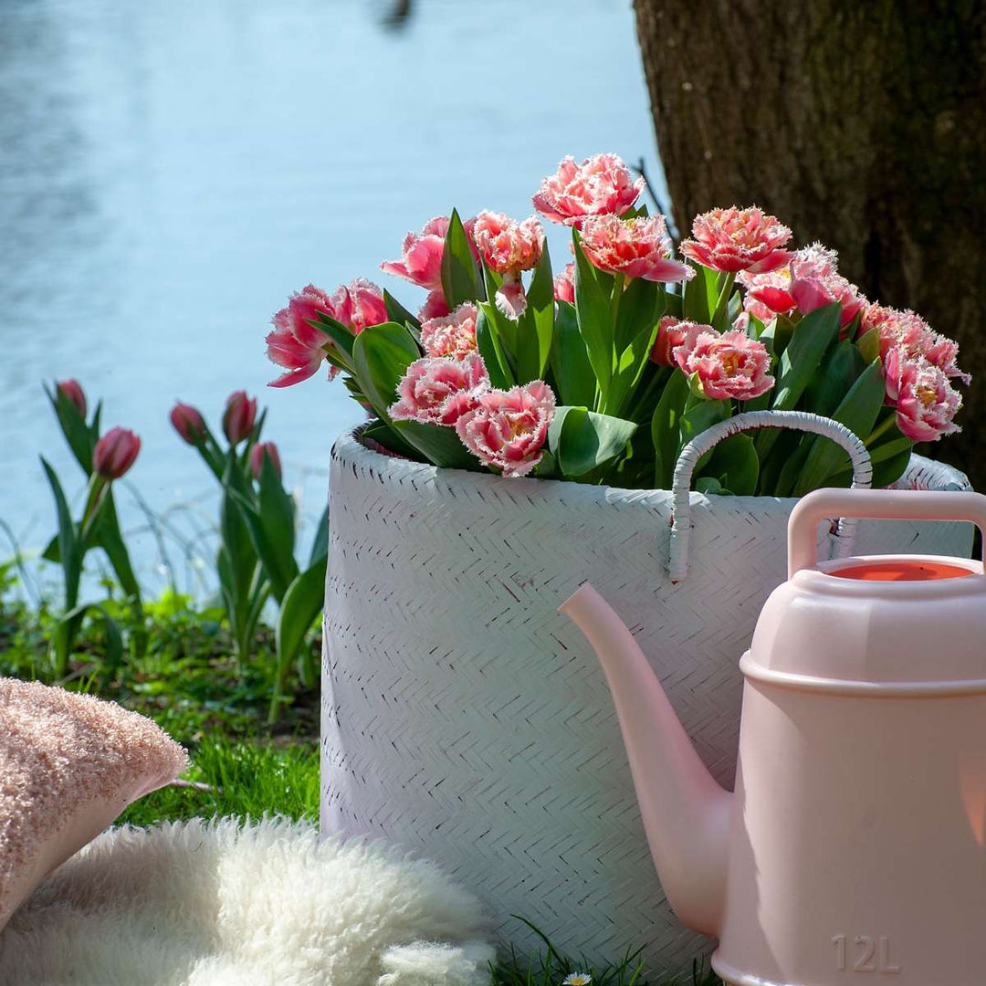 Tulipa 'Queensland' - Set van 15 - Tulpenbollen - Roze, wit