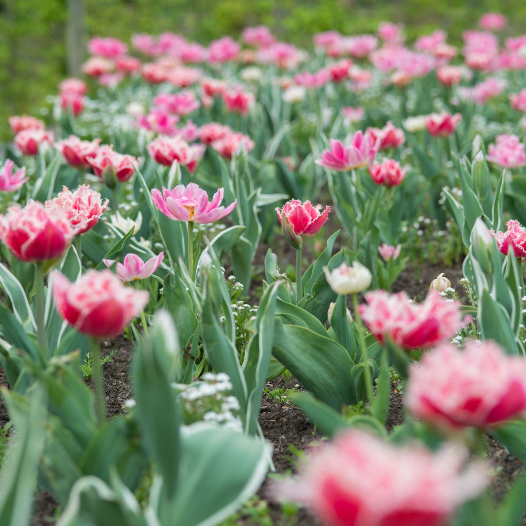 Tulipa 'Queensland' - Set van 15 - Tulpenbollen - Roze, wit