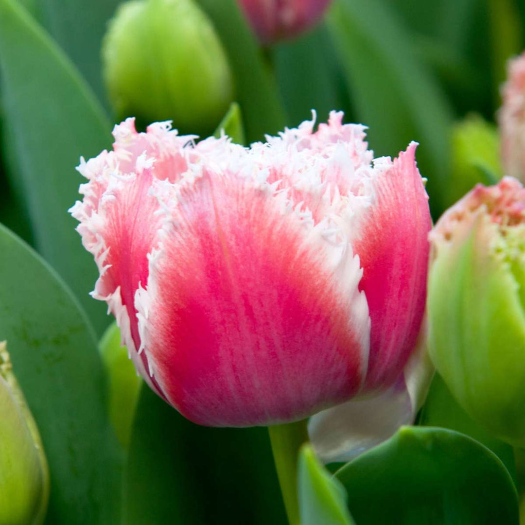 Tulipa 'Queensland' - Set van 15 - Tulpenbollen - Roze, wit