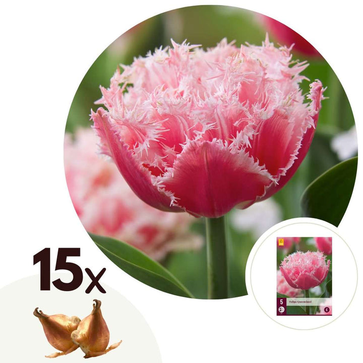 Tulipa 'Queensland' - Set van 15 - Tulpenbollen - Roze, wit