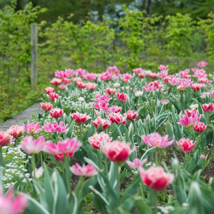 Tulipani 'Queensland' - Set od 20 - Lukovice tulipana - Ružičaste, bijele