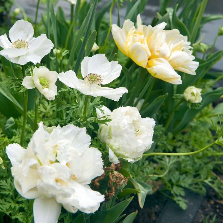 Tulipa 'Snow Crystal' - 20 komada - Lukovice tulipana - Bijela