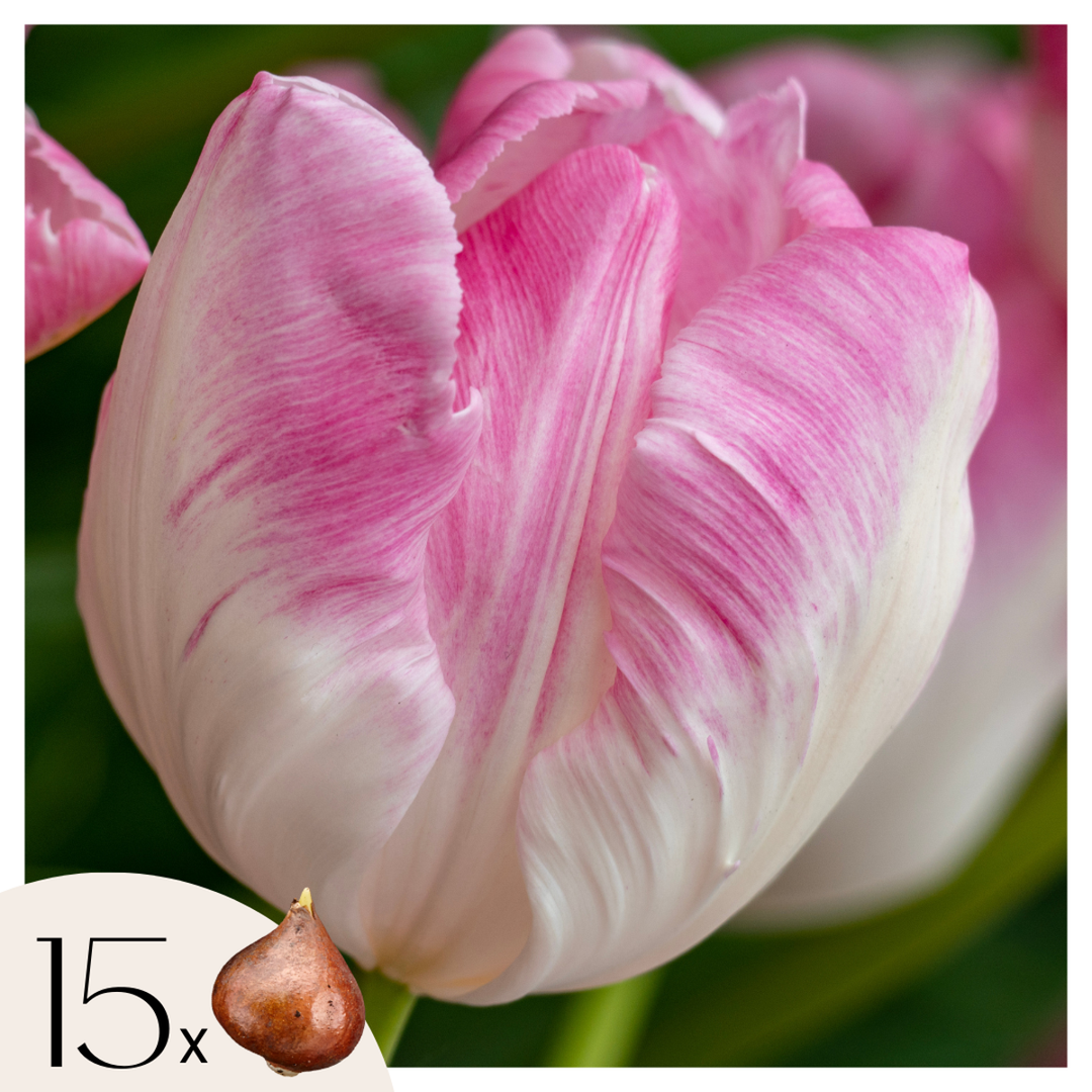 Tulipa 'Cabanna' - Set of 15 - Tulip bulbs - Pink, White