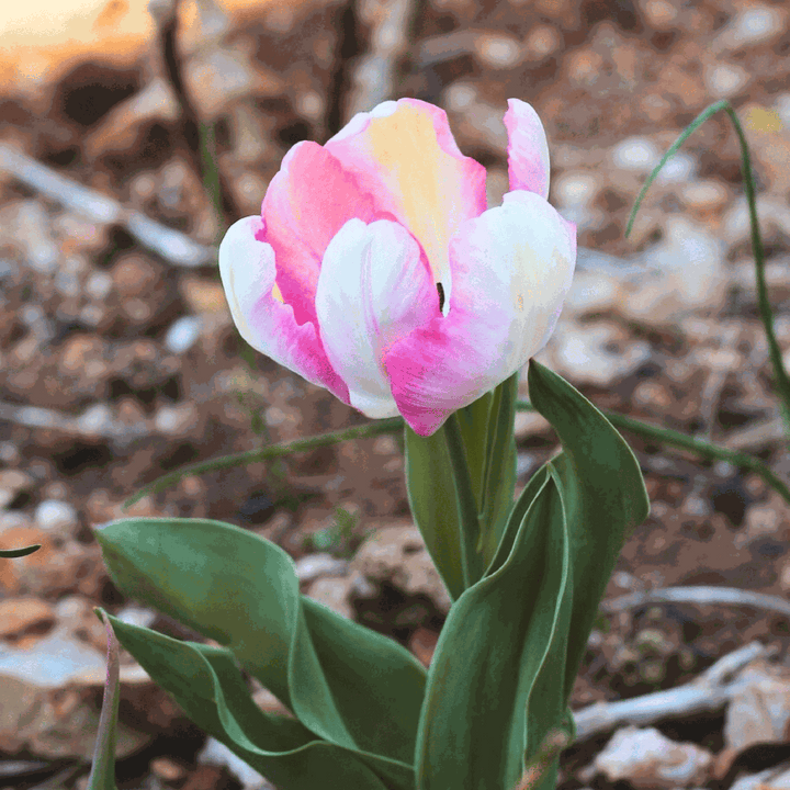 Tulipa 'Cabanna' - Set of 15 - Tulip bulbs - Pink, White