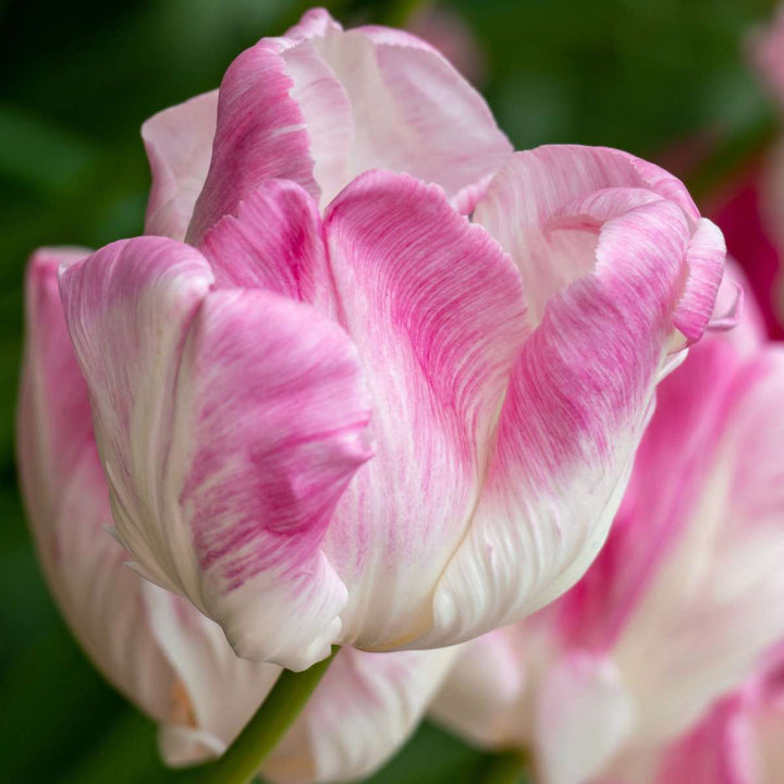 Tulipa 'Cabanna' - Set of 15 - Tulip bulbs - Pink, White