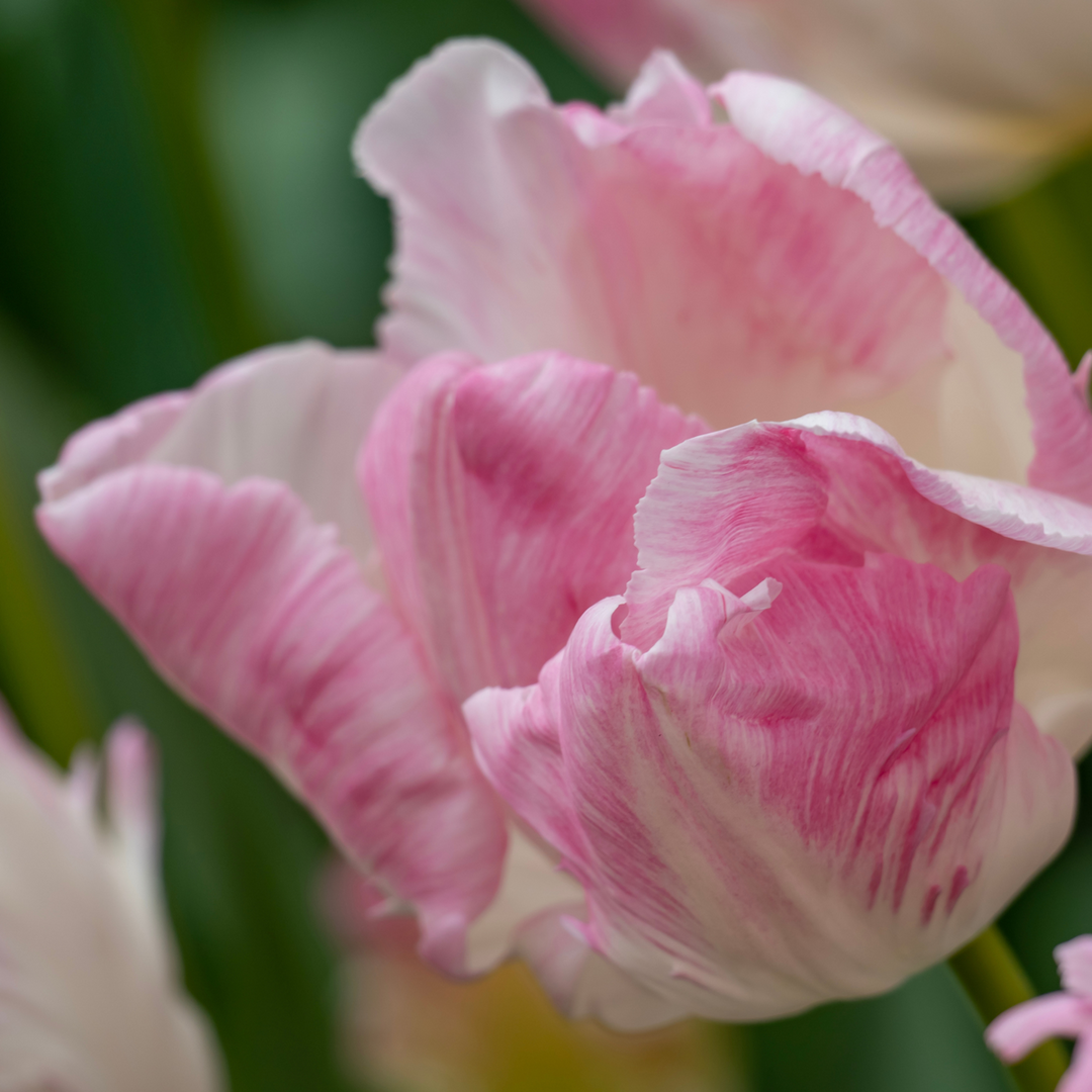 Tulipa 'Cabanna' - Set of 15 - Tulip bulbs - Pink, White