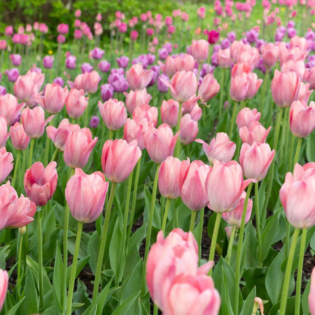 Tulipani 'Cabanna' - set od 25 lukovica tulipana - roza, bijela