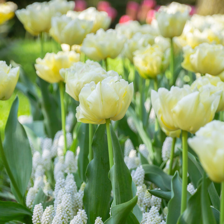 Tulipa 'Avant Garde' - Set van 14 - Tulp - Geel