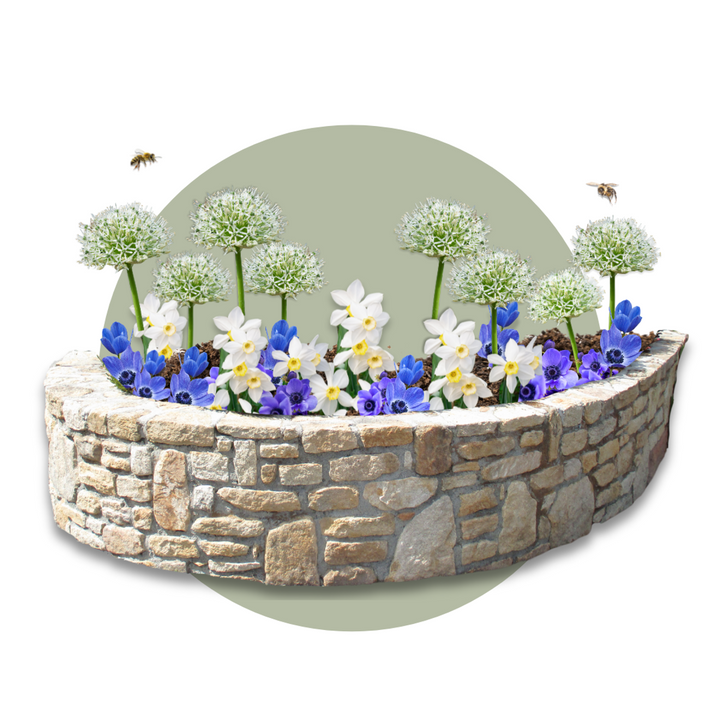 Bijvriendelijke bloembollen 'Sunny Garden Box'