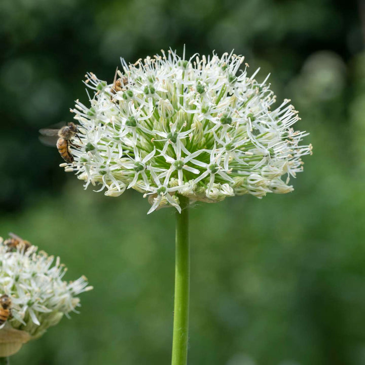 Bijvriendelijke bloembollen 'Sunny Garden Box'