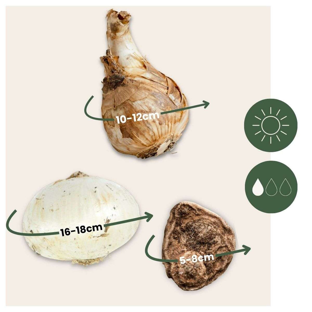 Bijvriendelijke bloembollen 'Sunny Garden Box'