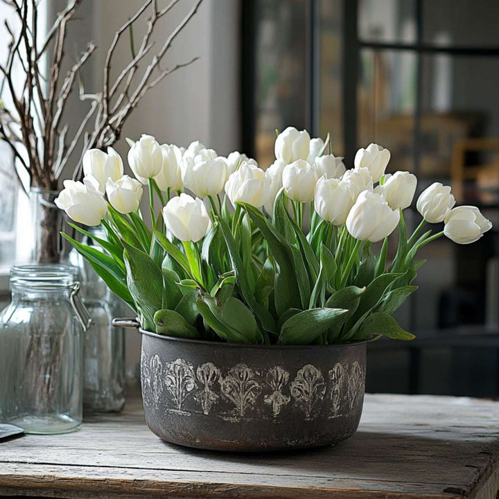 Tulipani 'Northcap' - Set od 21 - Tulipani - Bijeli