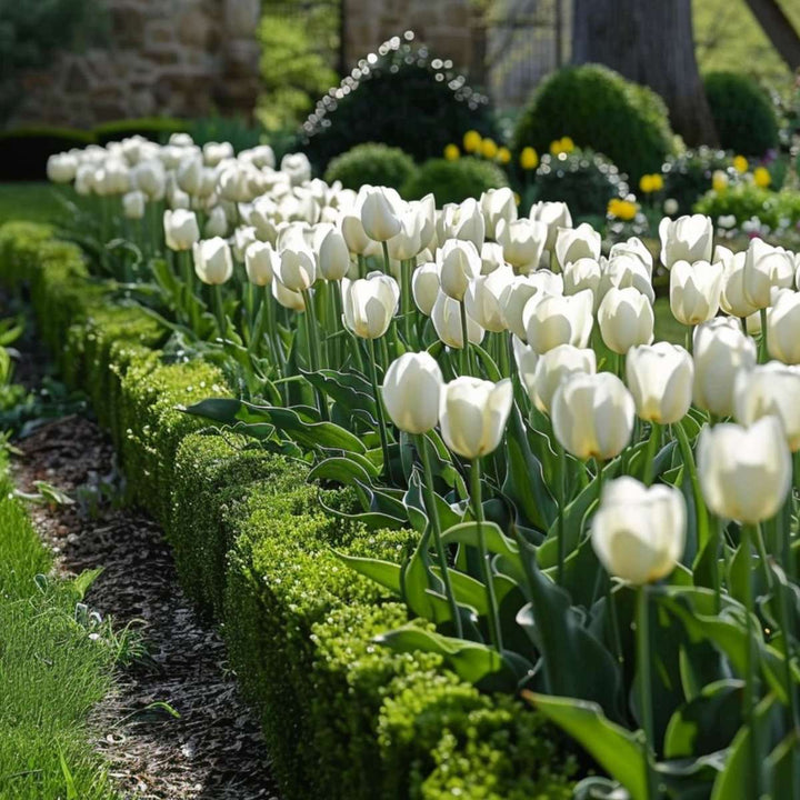 Tulipani 'Northcap' - Set od 21 - Tulipani - Bijeli