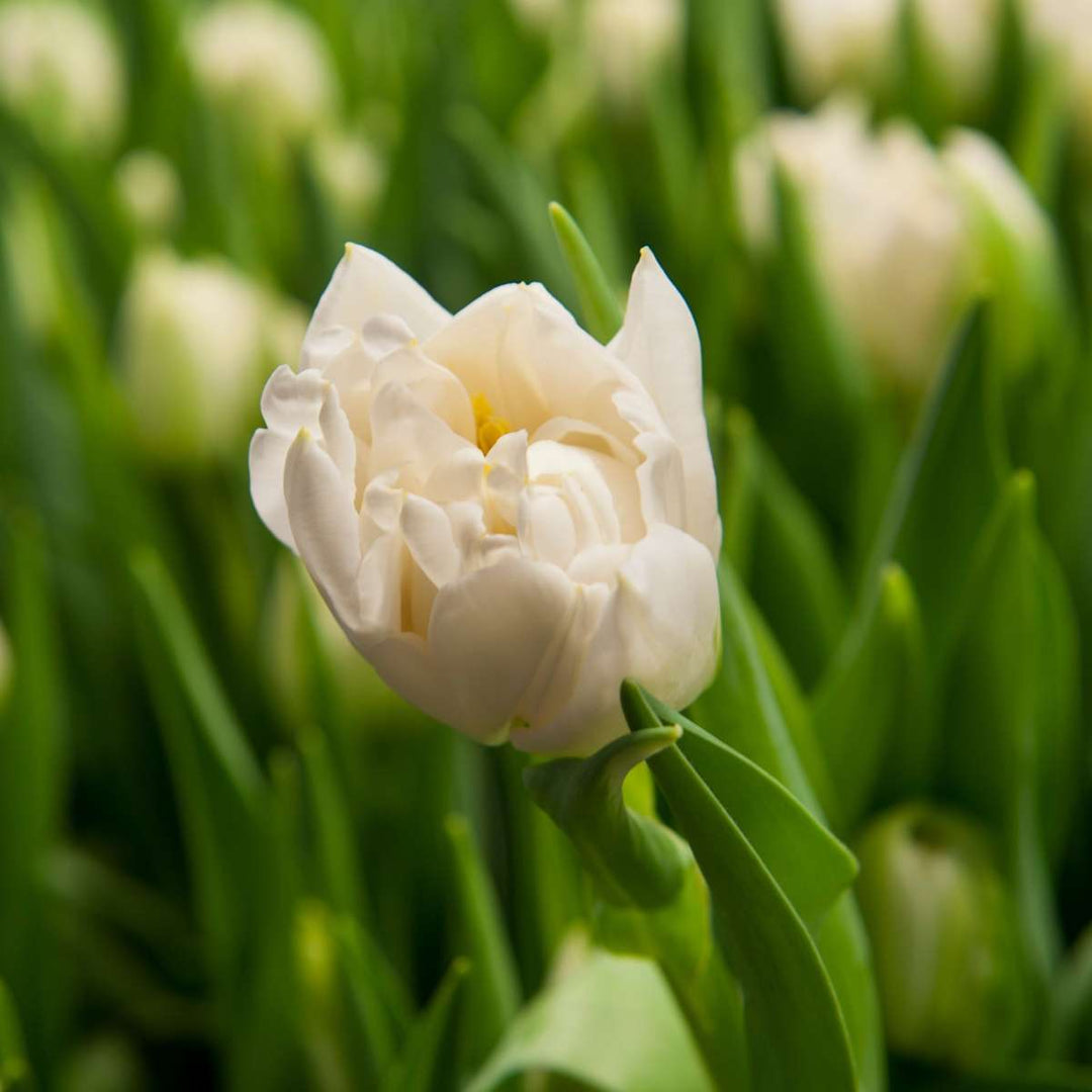 Tulipani 'Northcap' - Set od 21 - Tulipani - Bijeli