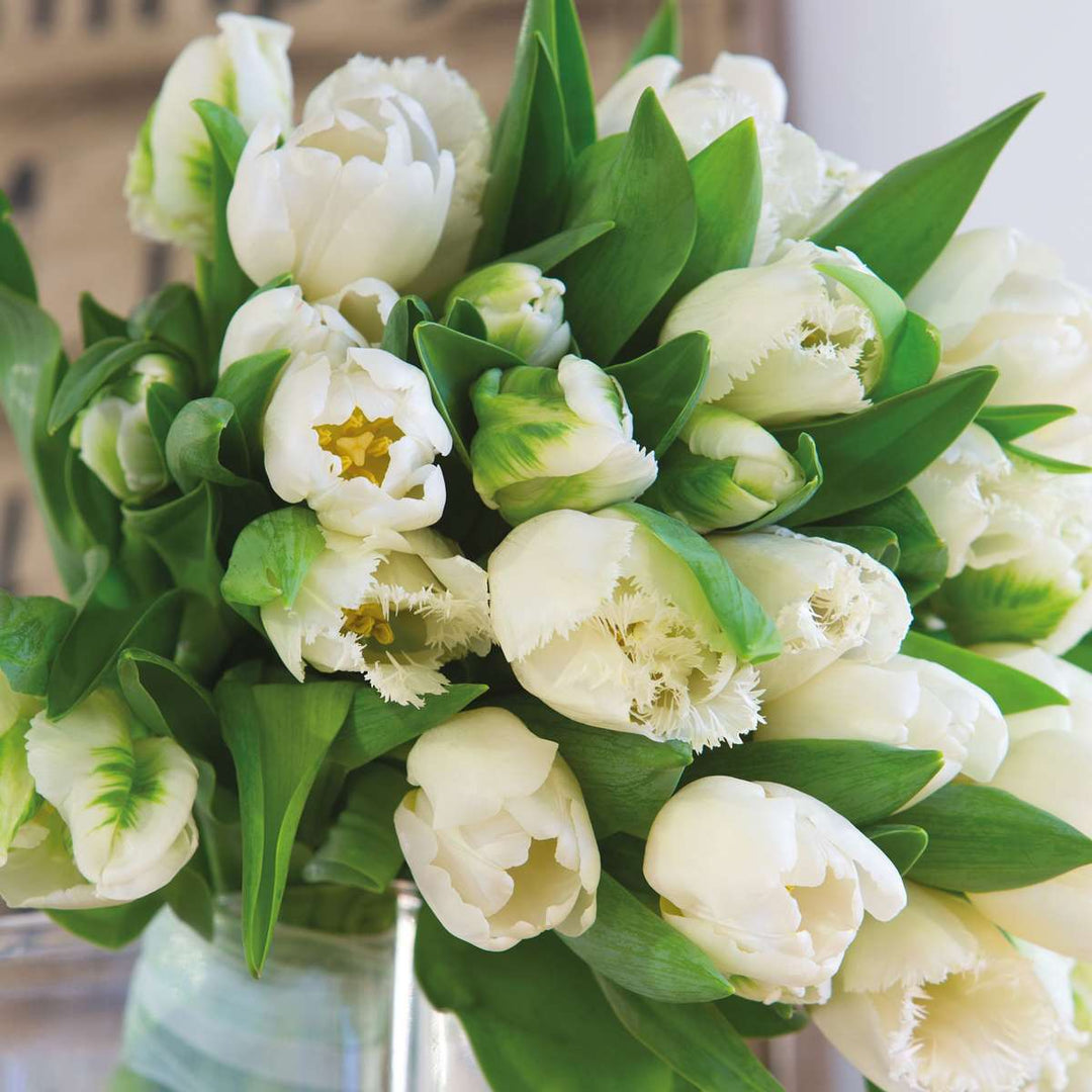 Tulipani 'Northcap' - Set od 21 - Tulipani - Bijeli