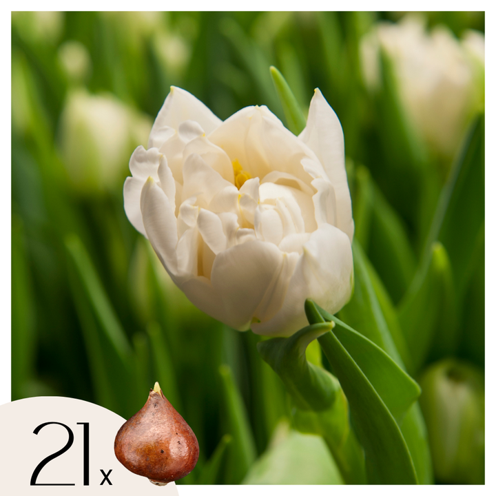 Tulipani 'Northcap' - Set od 21 - Tulipani - Bijeli