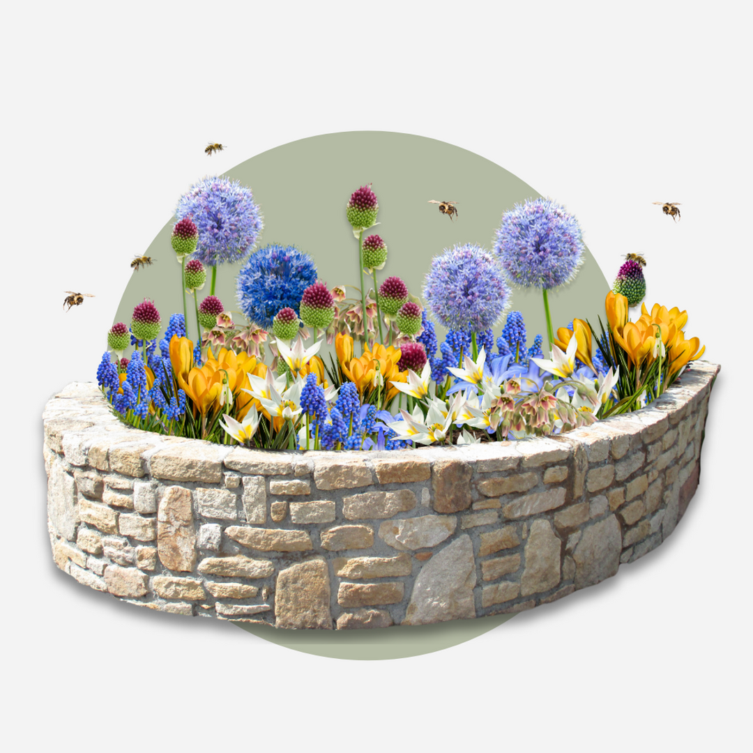 Bloembollen voor bijen - 60 stuks