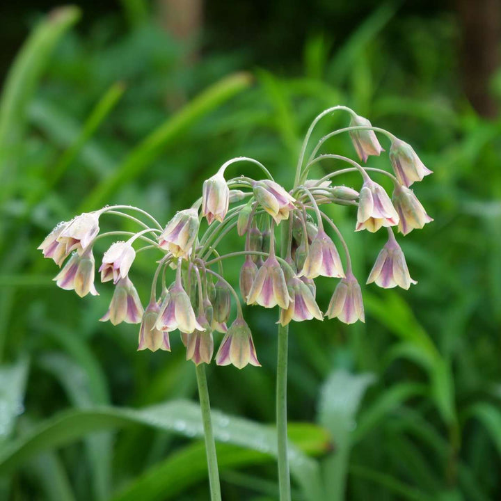 Bloembollen voor bijen - 60 stuks
