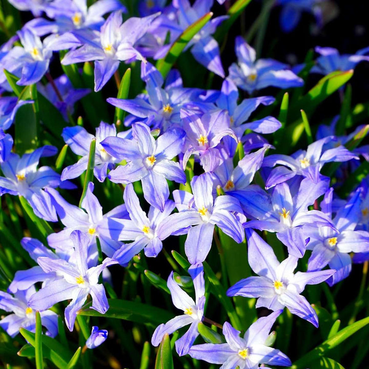 Bloembollen voor bijen - 60 stuks