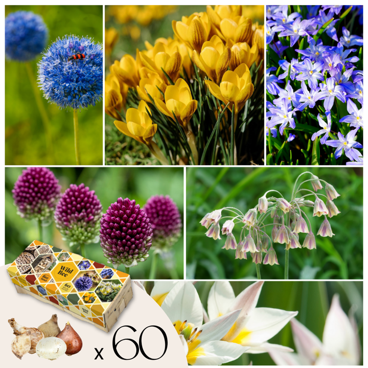 Bloembollen voor bijen - 60 stuks