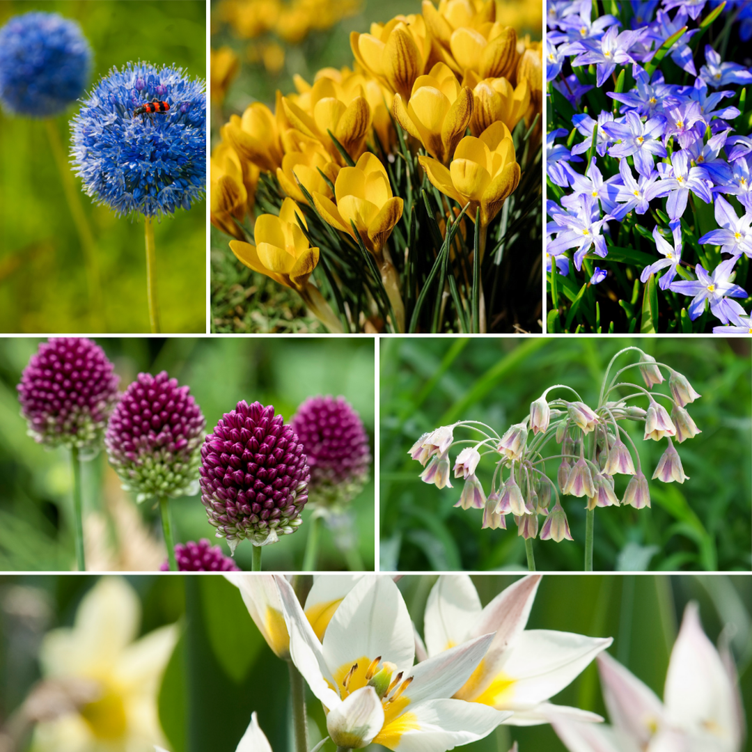 Bloembollen voor bijen - 60 stuks
