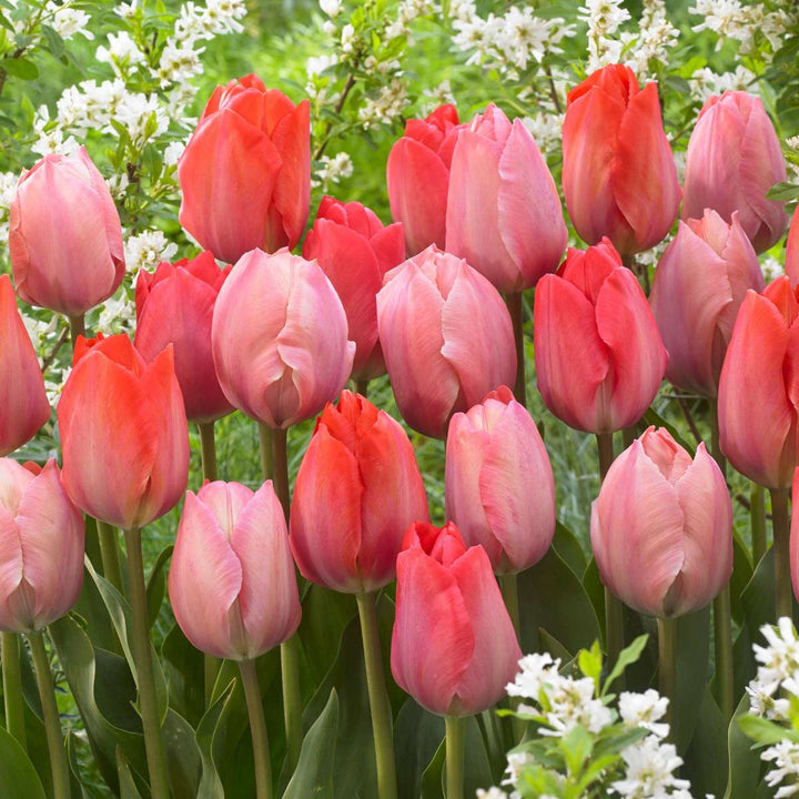 Tulipa rood & roze - Set van 80 - Tulpenbollen