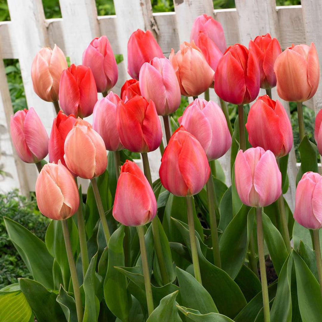 Tulipa rood & roze - Set van 80 - Tulpenbollen