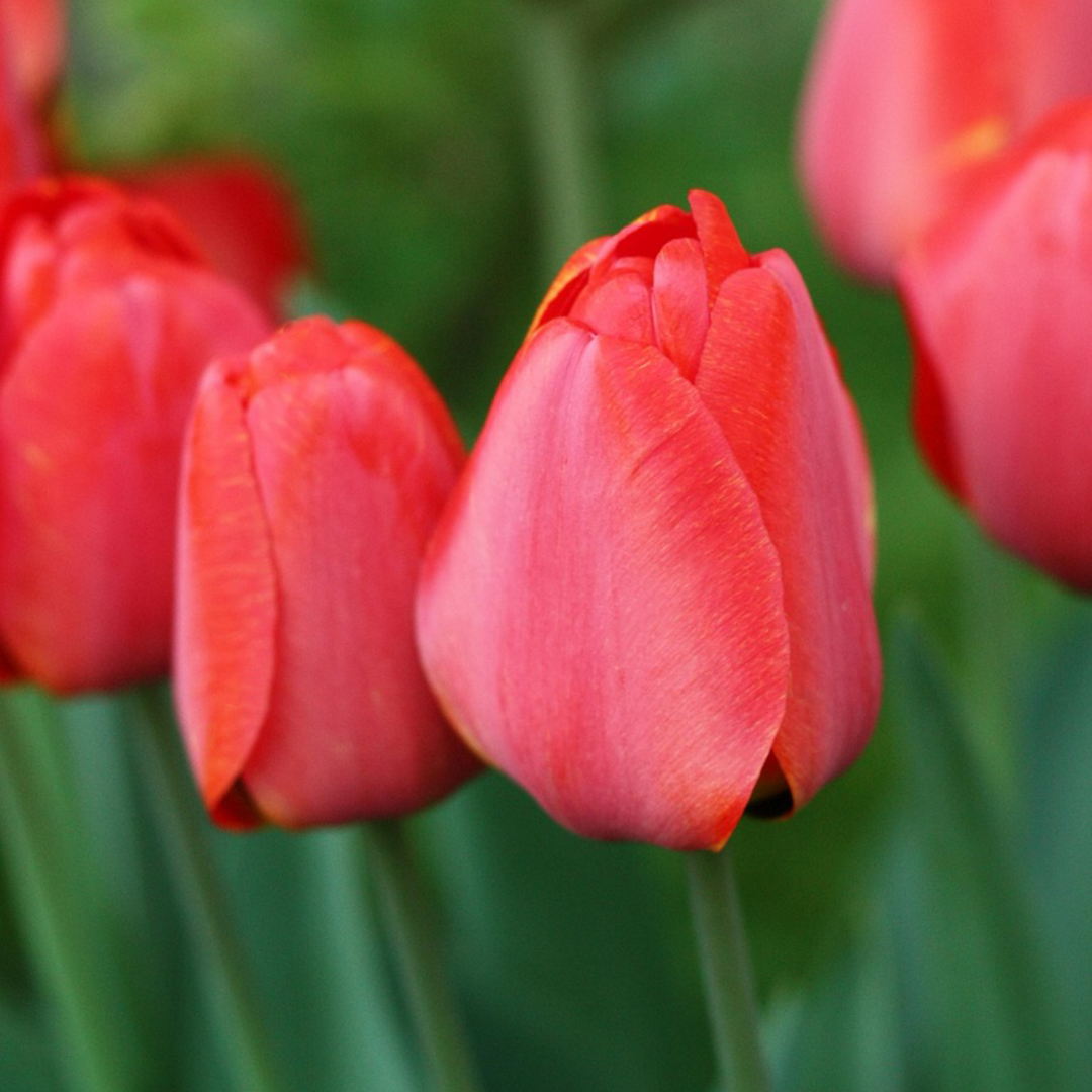Tulipa rood & roze - Set van 80 - Tulpenbollen
