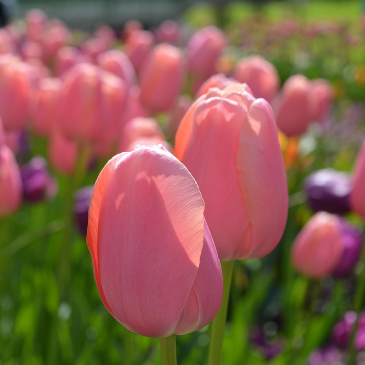 Tulipa rood & roze - Set van 80 - Tulpenbollen