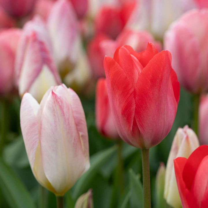 Tulipa rood & roze - Set van 80 - Tulpenbollen