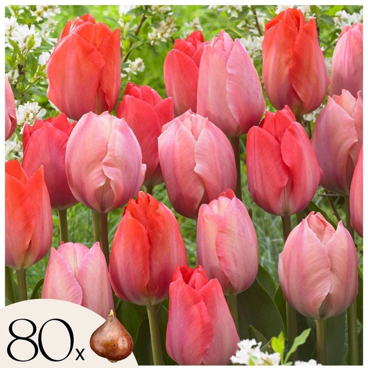 Tulipa rood & roze - Set van 80 - Tulpenbollen