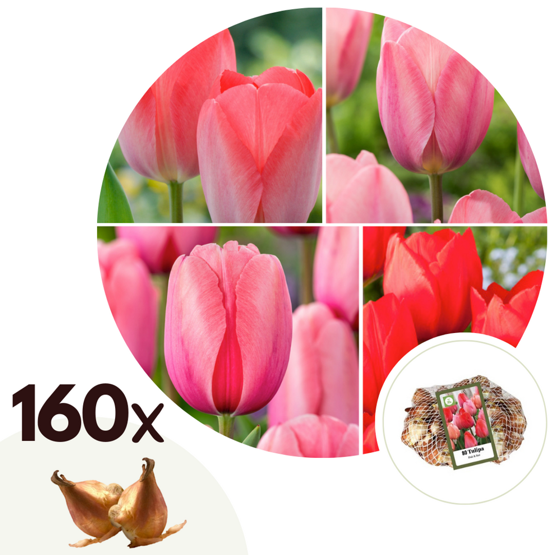 Tulipa crvena i ružičasta - Set od 160 - lukovica tulipana
