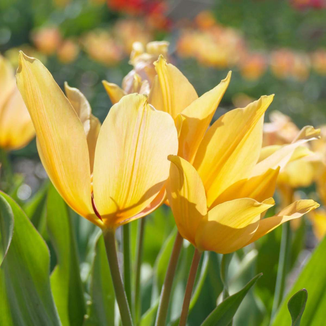 Tulipa praestans Shogun - Sada 40 ks - Cibule tulipánů - Oranžová - FloraStore