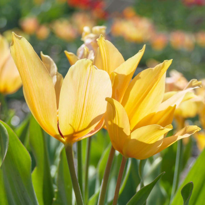 Tulipa praestans Shogun - Sada 40 ks - Cibule tulipánů - Oranžová - FloraStore