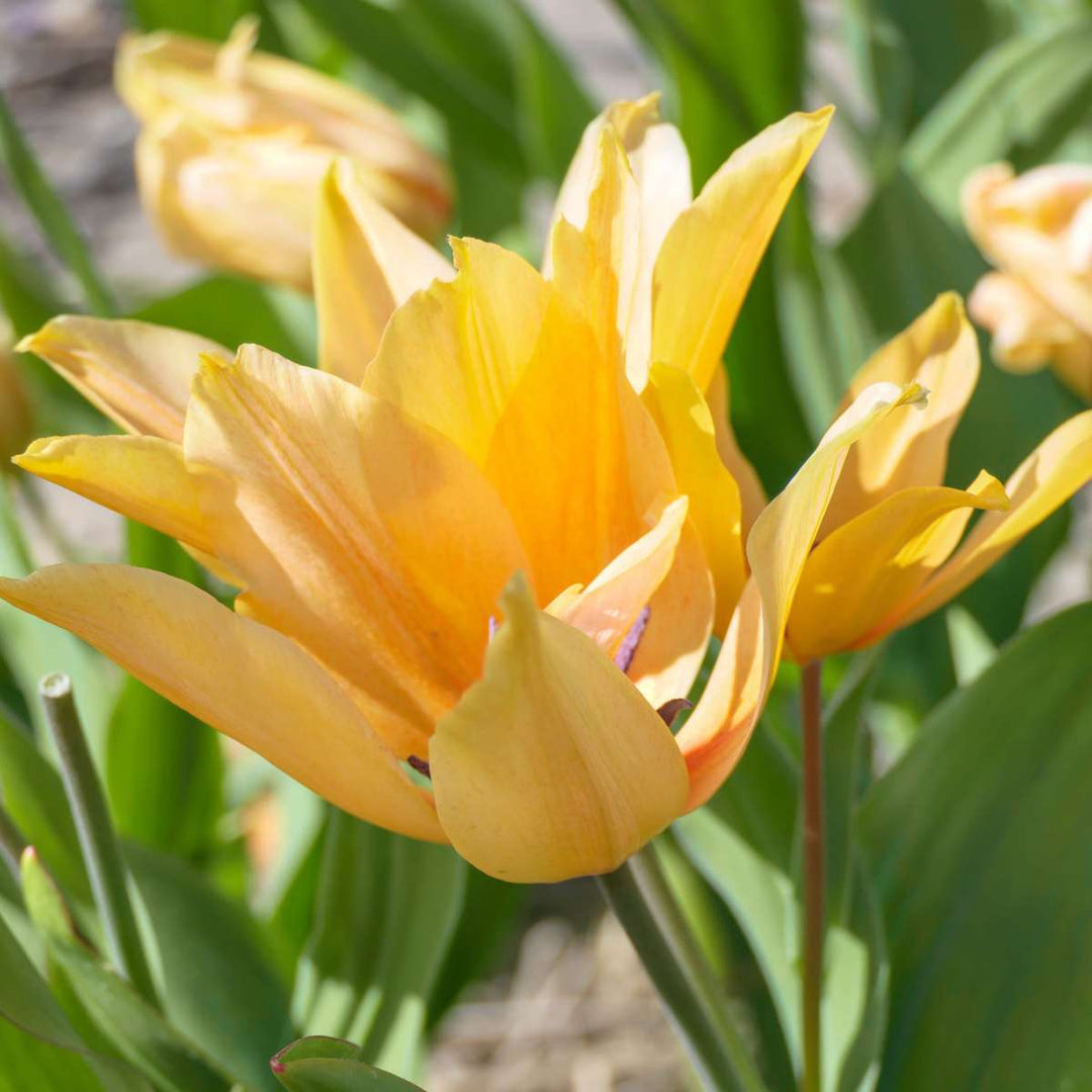Tulipa praestans Shogun - Sada 40 ks - Cibule tulipánů - Oranžová - FloraStore