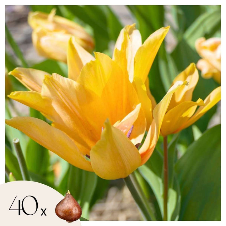 Tulipa praestans Shogun - Sada 40 ks - Cibule tulipánů - Oranžová - FloraStore
