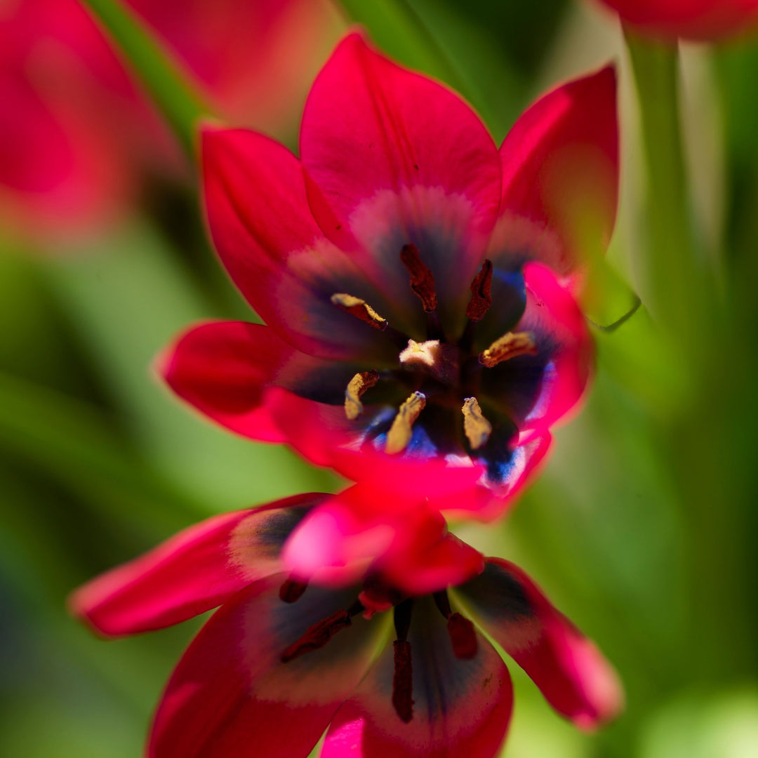 Tulipa 'Little Beauty' - Tulpenbollen - Set van 40 - Rood