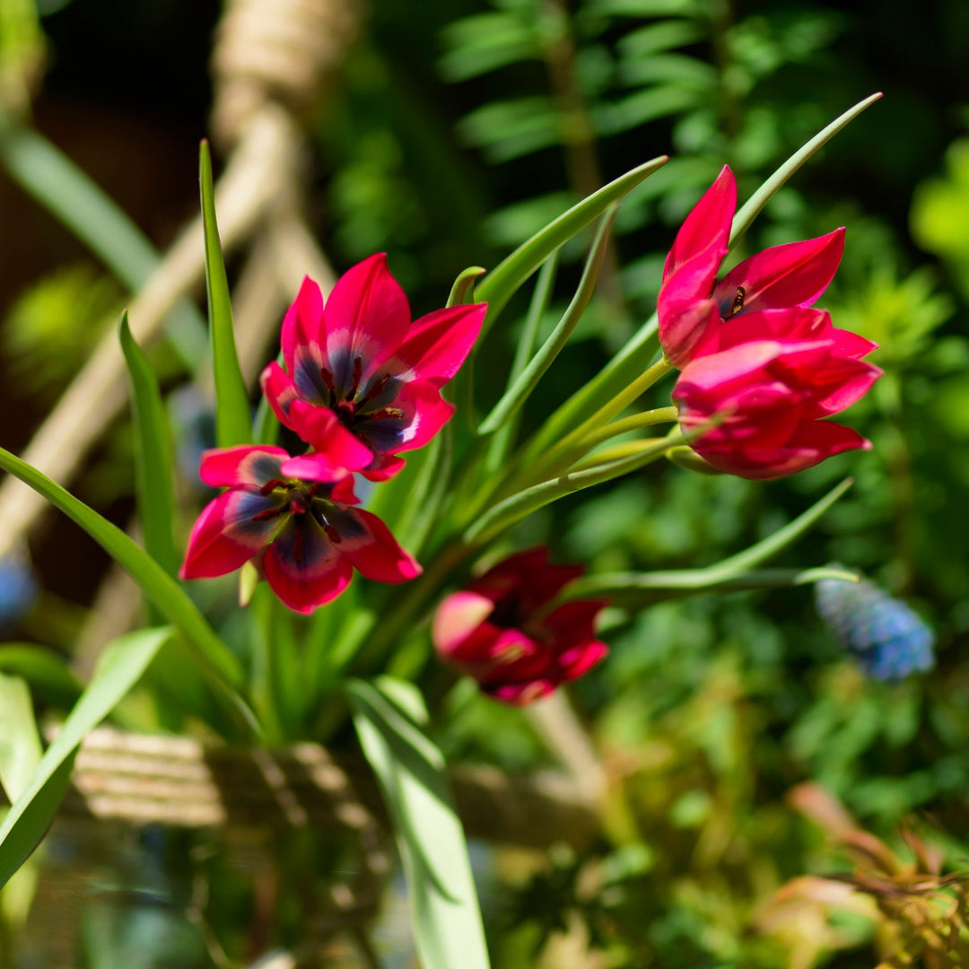 Tulipa 'Little Beauty' - Tulpenbollen - Set van 40 - Rood