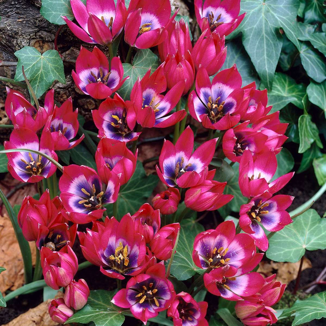 Tulipa 'Little Beauty' - Lukovice tulipana - Set od 40 - Crvene - FloraStore