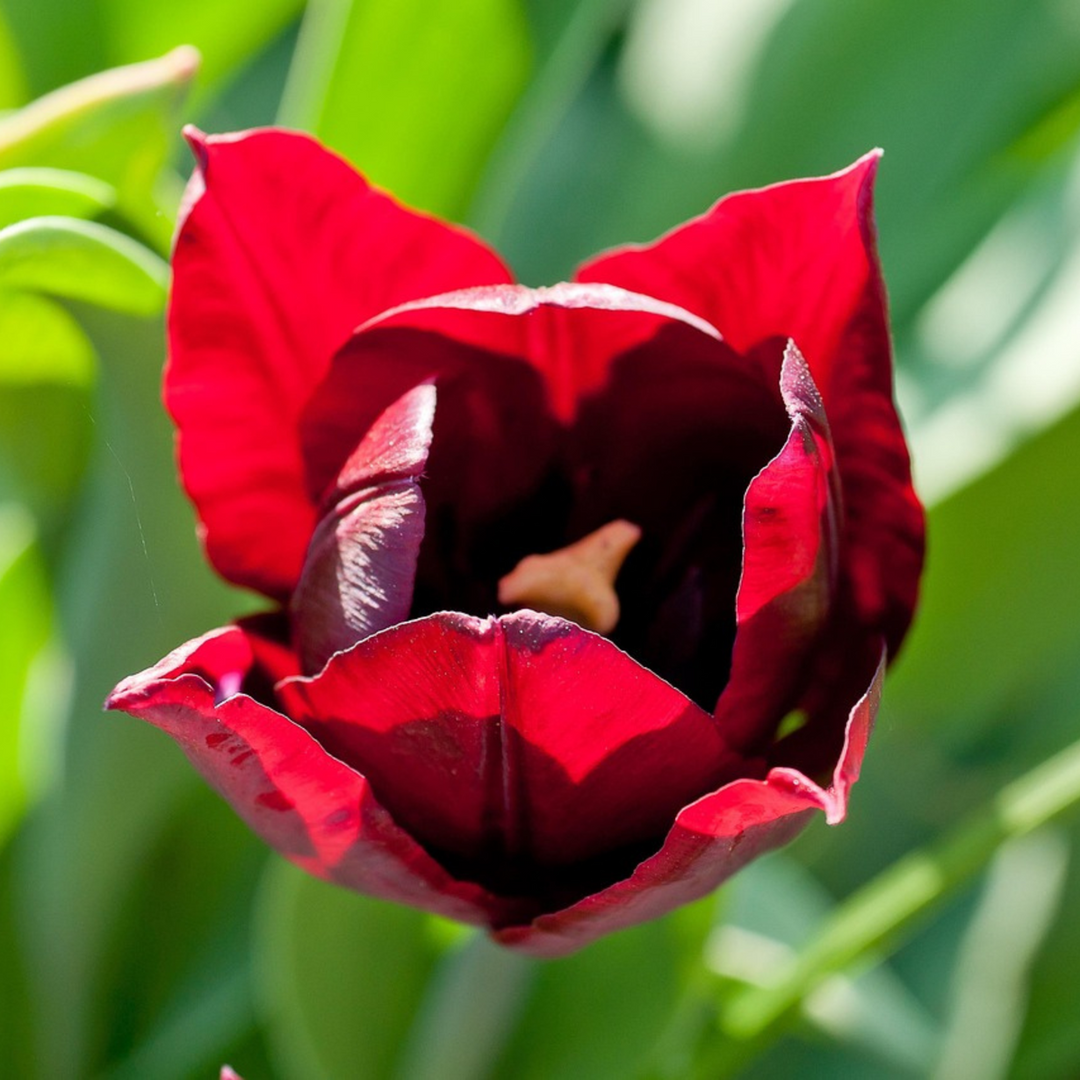 Tulipa 'Little Beauty' - Lukovice tulipana - Set od 40 - Crvene - FloraStore