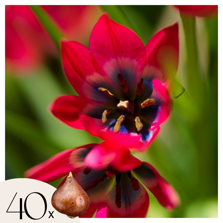 Tulipa 'Little Beauty' - Lukovice tulipana - Set od 40 - Crvene - FloraStore