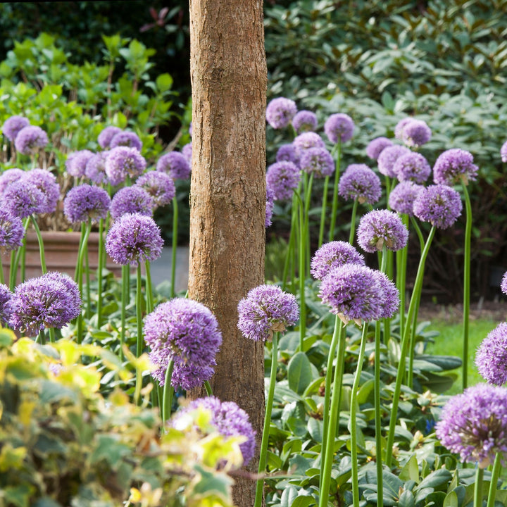 Allium Gladiator - Set van 16 - Sierui bloembollen