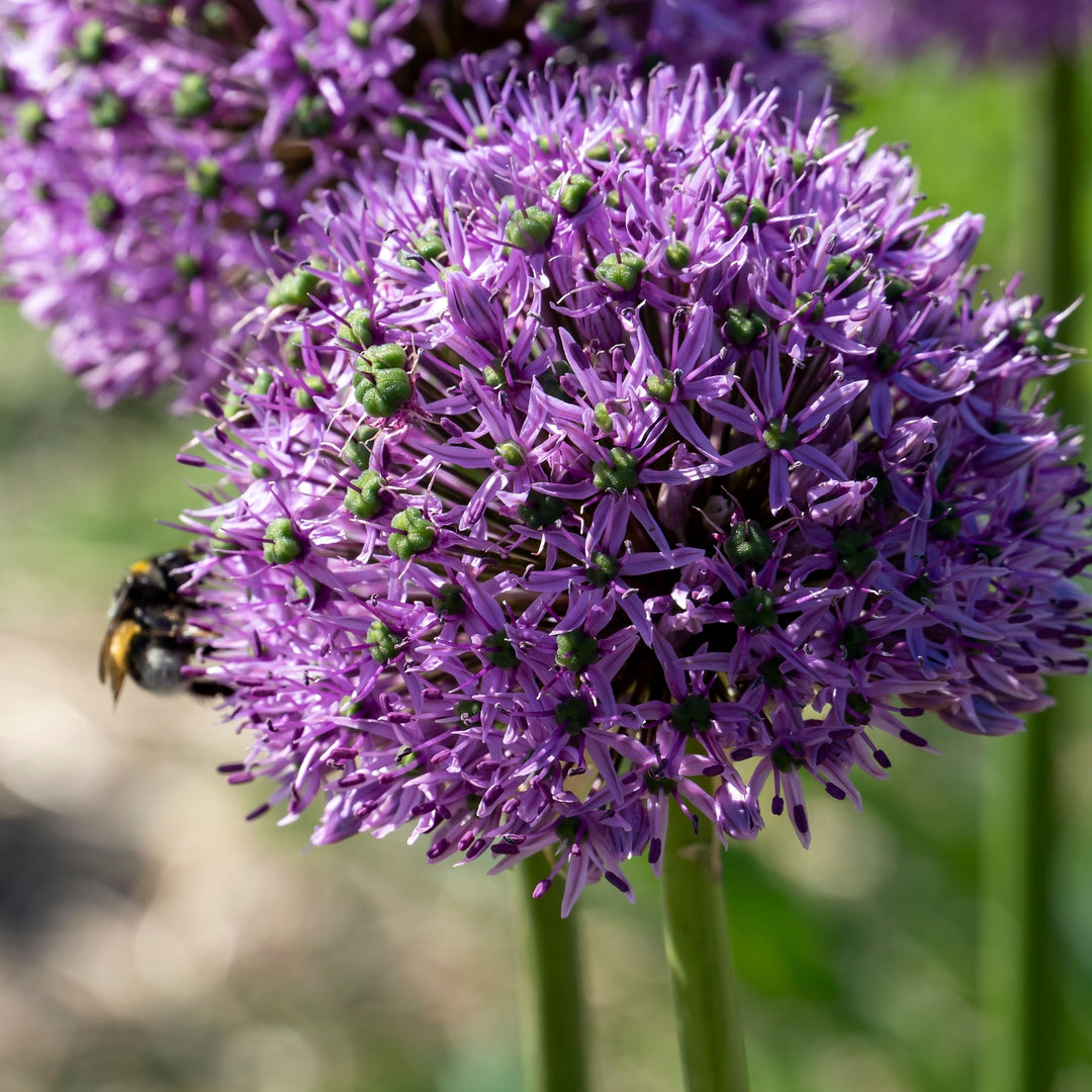 Allium Gladiator - Set van 16 - Sierui bloembollen