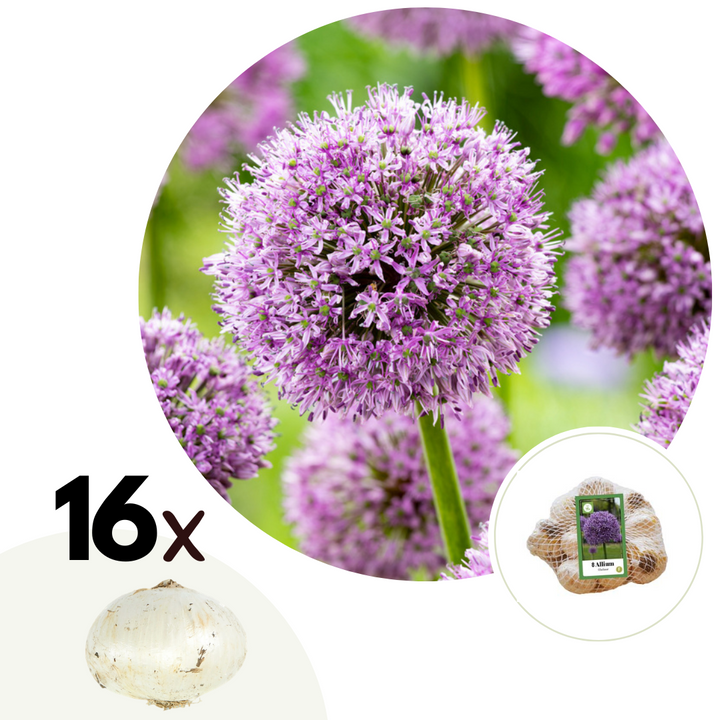 Allium Gladiator - Set van 16 - Sierui bloembollen