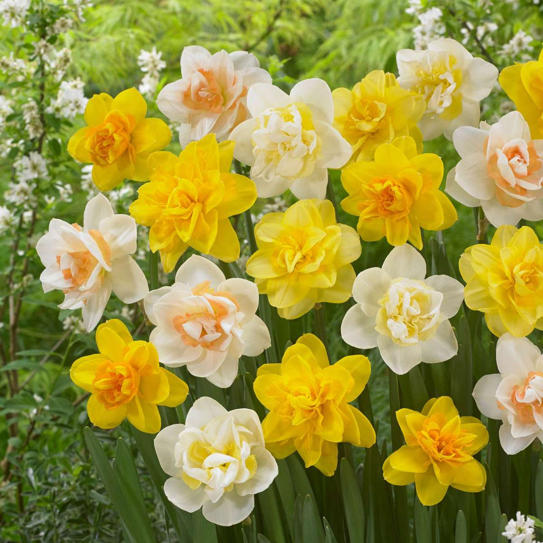 Narcissen 'Double Mix' - 10 stuks