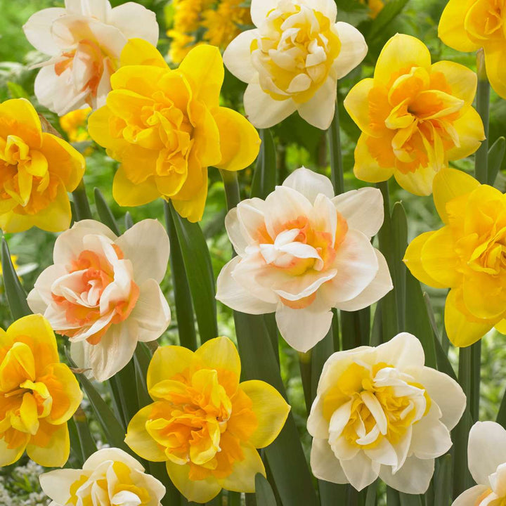 Narcissen 'Double Mix' - 10 stuks