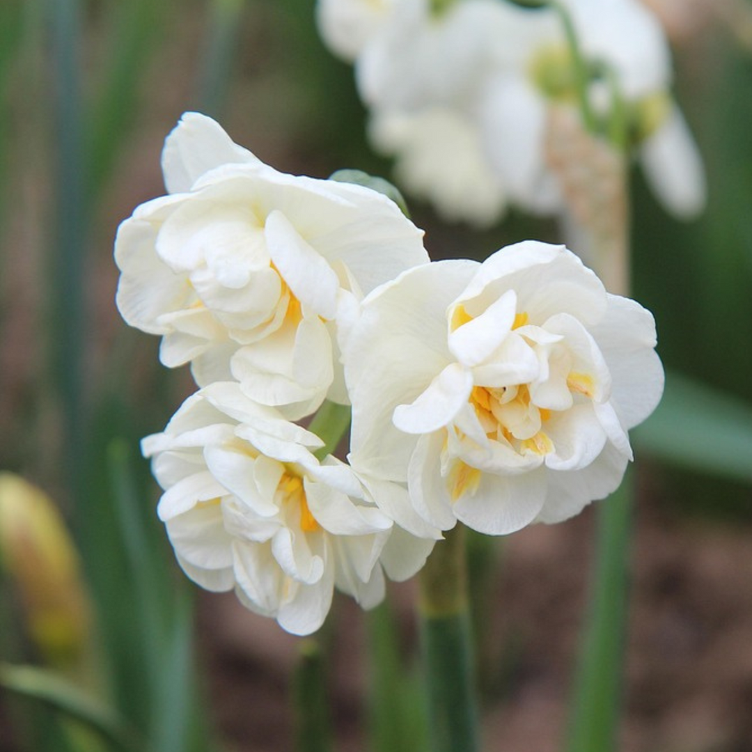 Narcissen 'Double Mix' - 10 stuks
