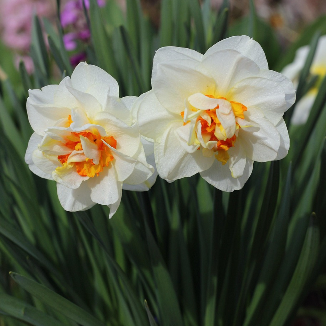 Narcissen 'Double Mix' - 10 stuks