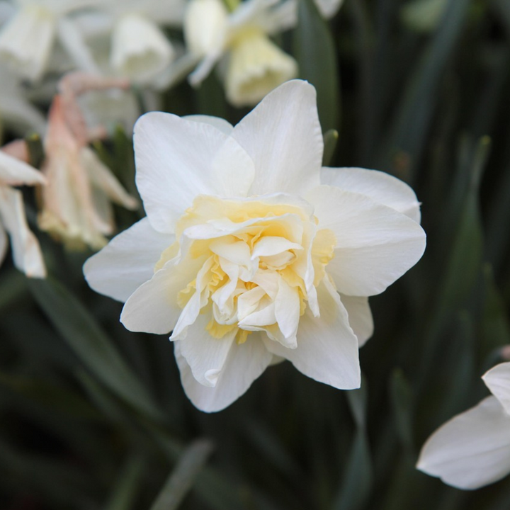 Narcissen 'Double Mix' - 10 stuks